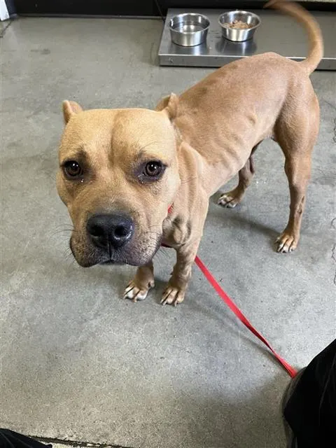 Adoptable Dog