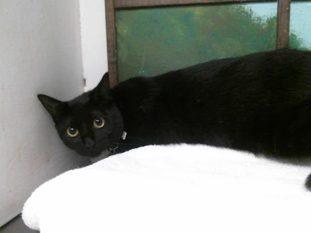 Cornelio