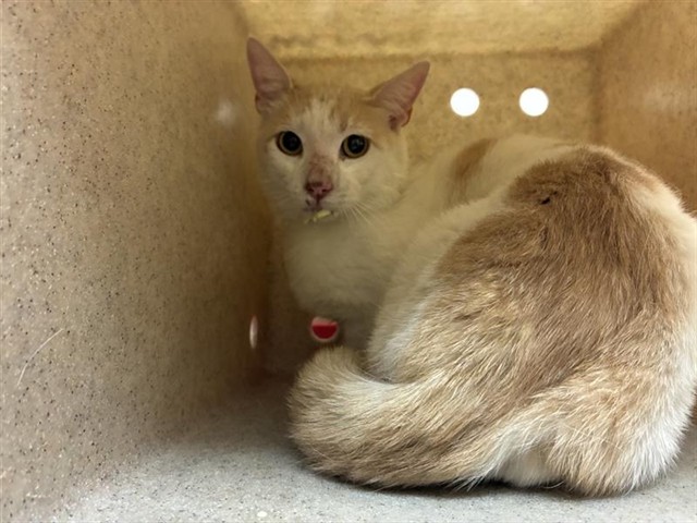Adoptable Cat