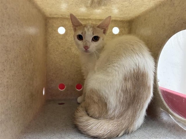 Adoptable Cat
