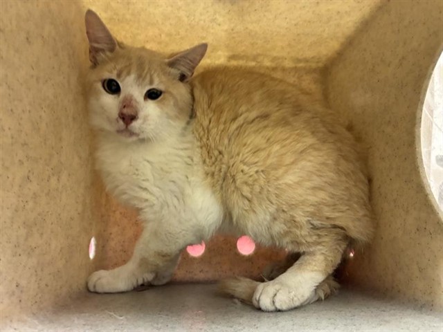 Adoptable Cat