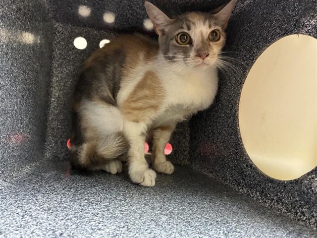 Adoptable Cat