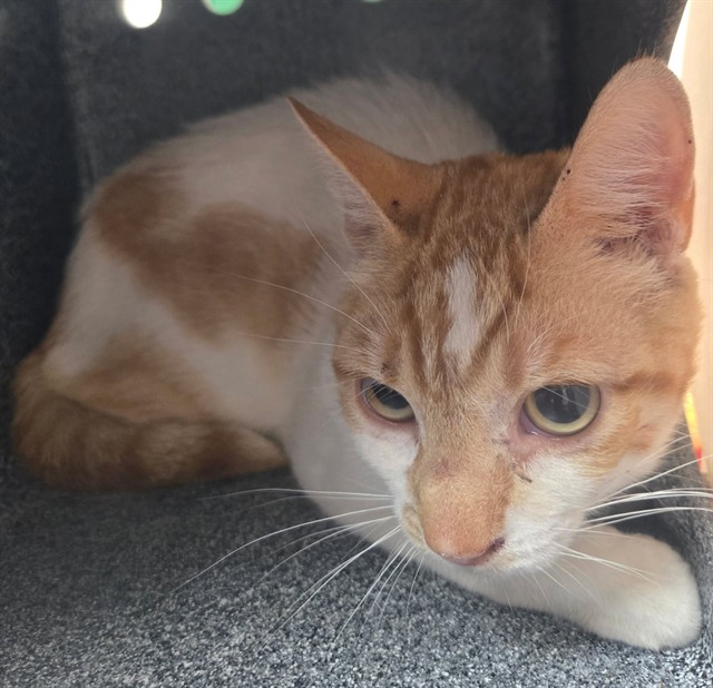 Adoptable Cat