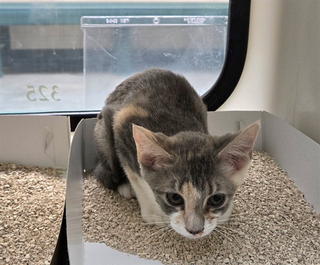 Adoptable Cat