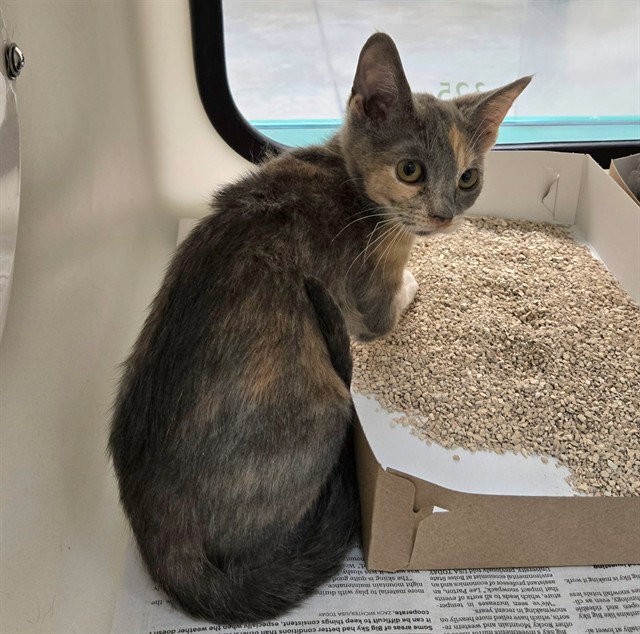 Adoptable Cat