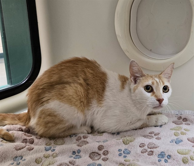 Adoptable Cat