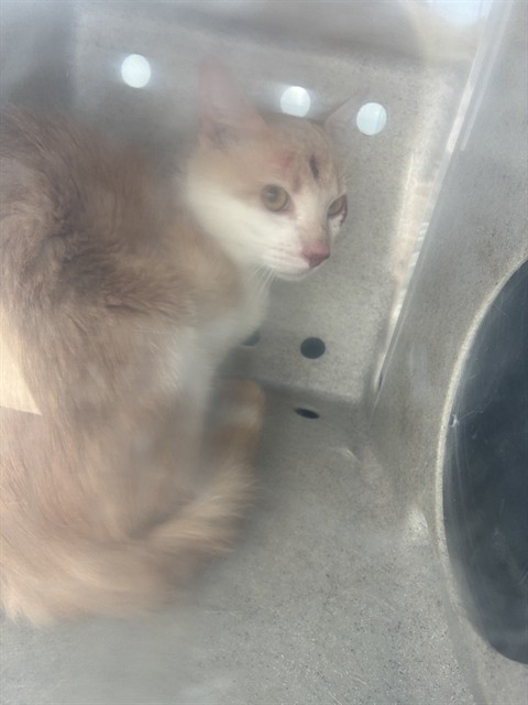 Adoptable Cat