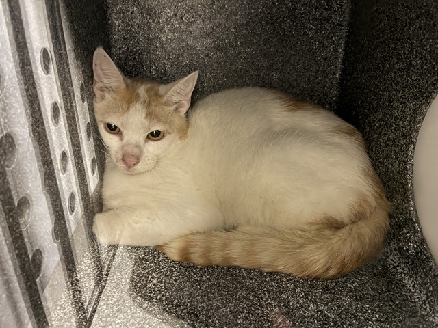 Adoptable Cat