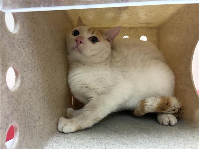 Adoptable Cat