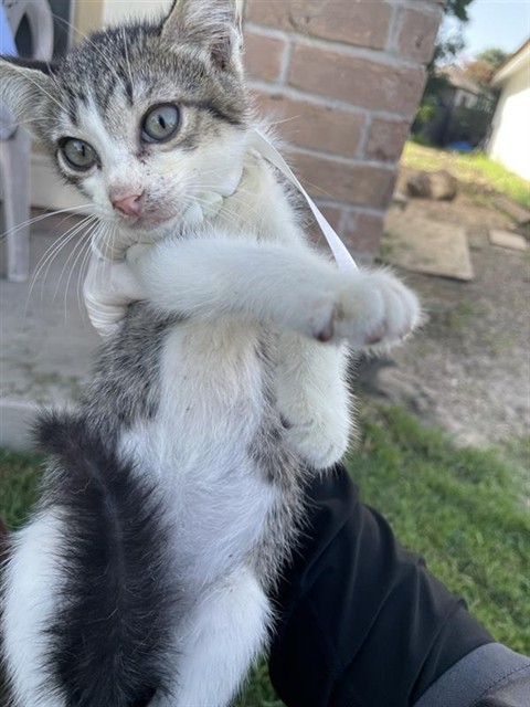 Adoptable Cat