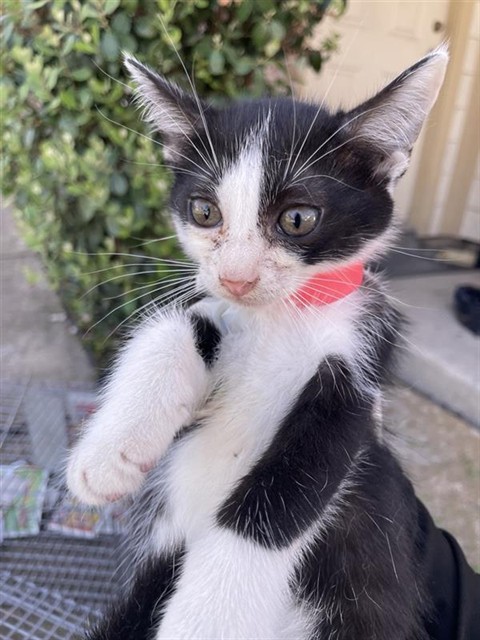 Adoptable Cat