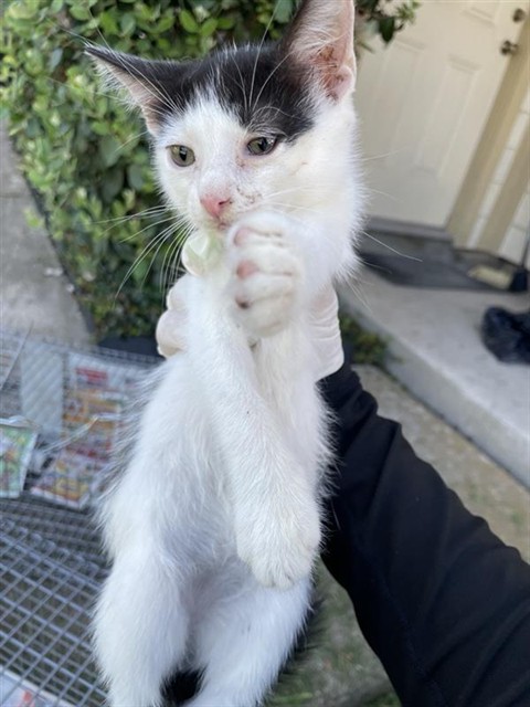 Adoptable Cat