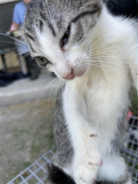 Adoptable Cat