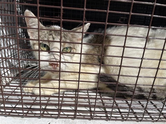 Adoptable Cat