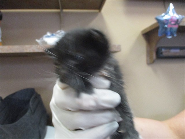 Adoptable Cat