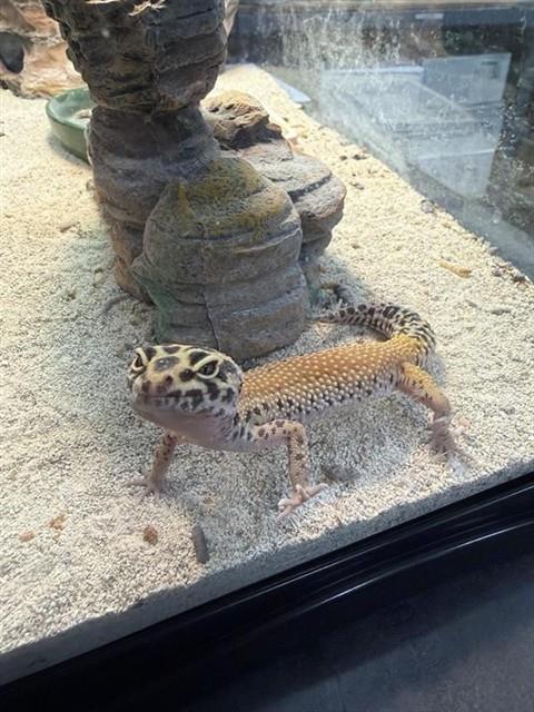 *Sid