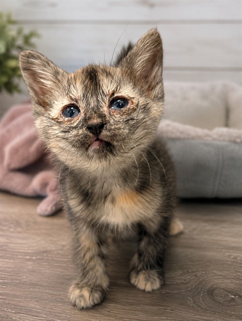 Adoptable Cat