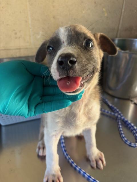 Adoptable Dog
