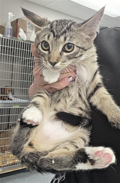 Adoptable Cat