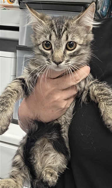 Adoptable Cat