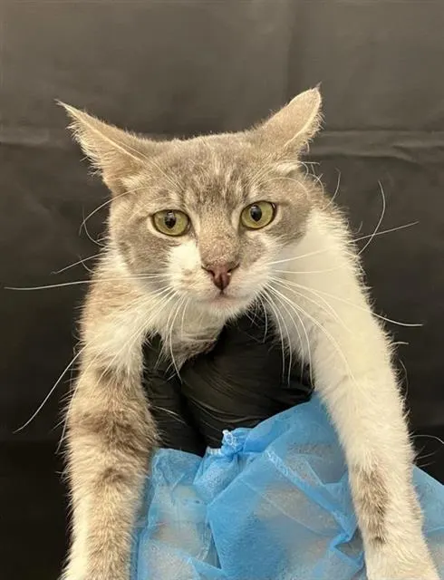 Adoptable Cat