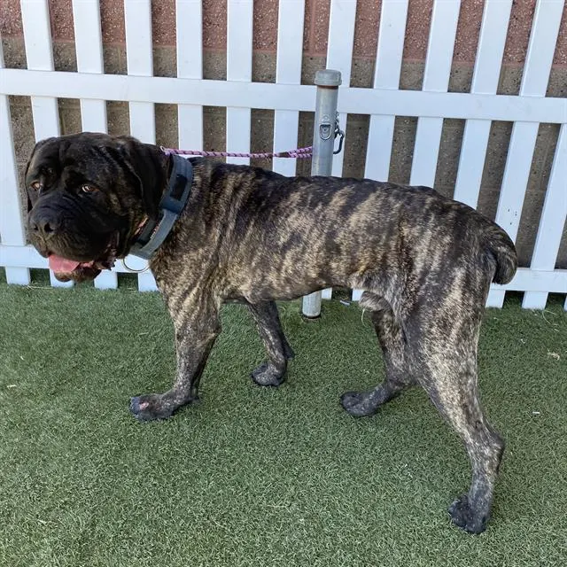 Adoptable Dog