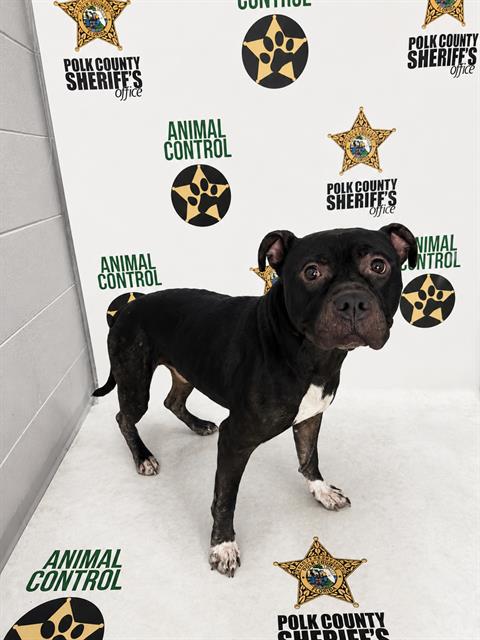 Adoptable Dog