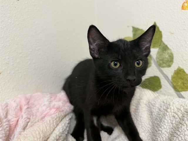 Onyx