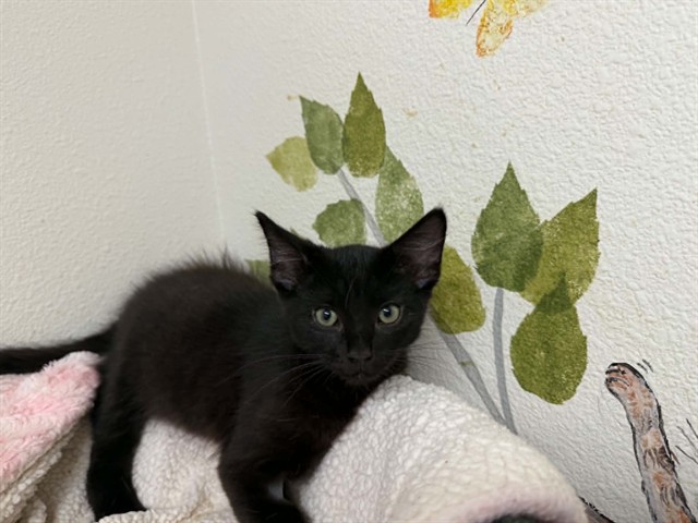 Ebony