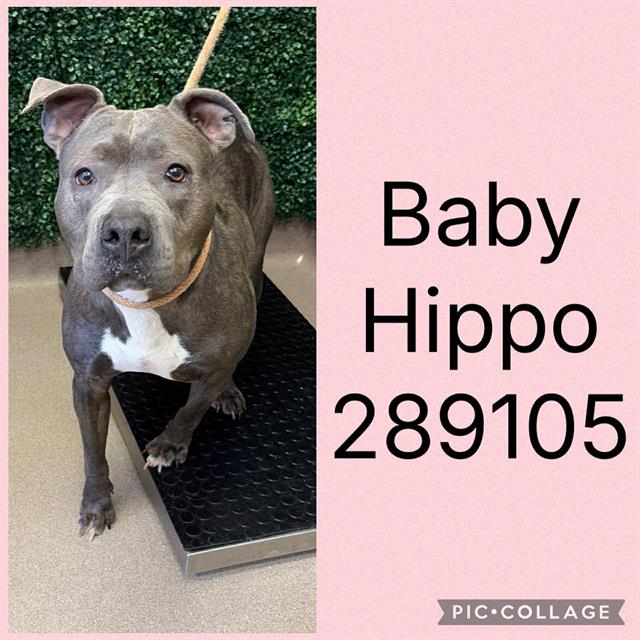 Baby Hippo