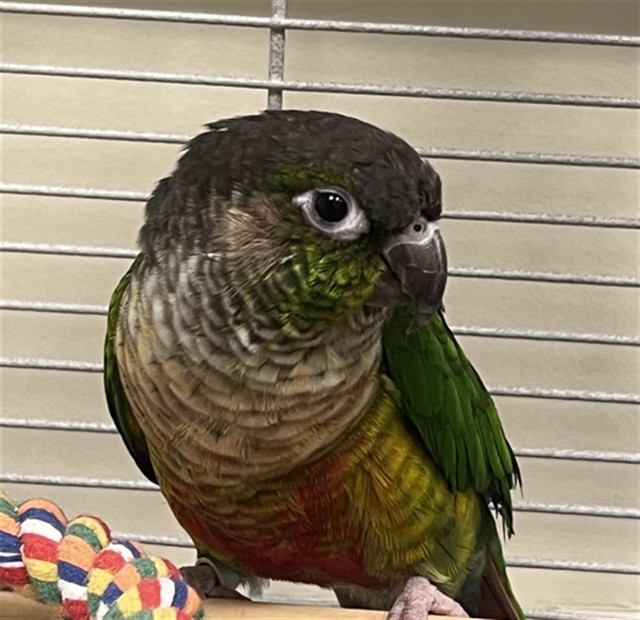Jalapeno