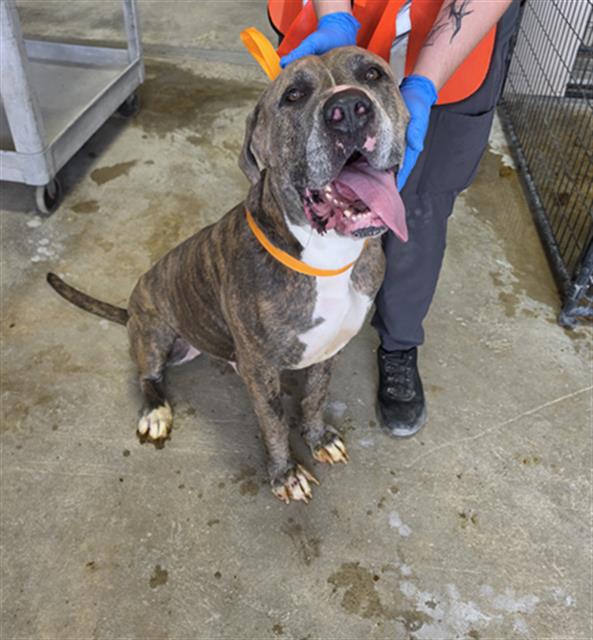 Diesel(Bruno