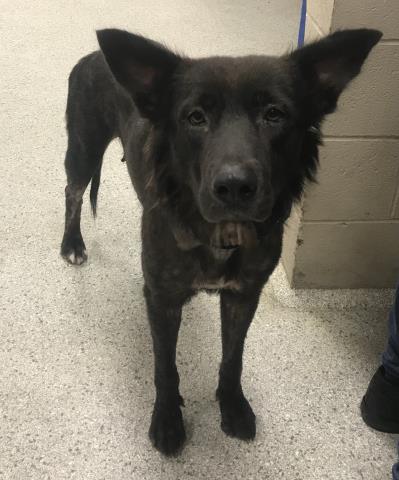 Adoptable Dog