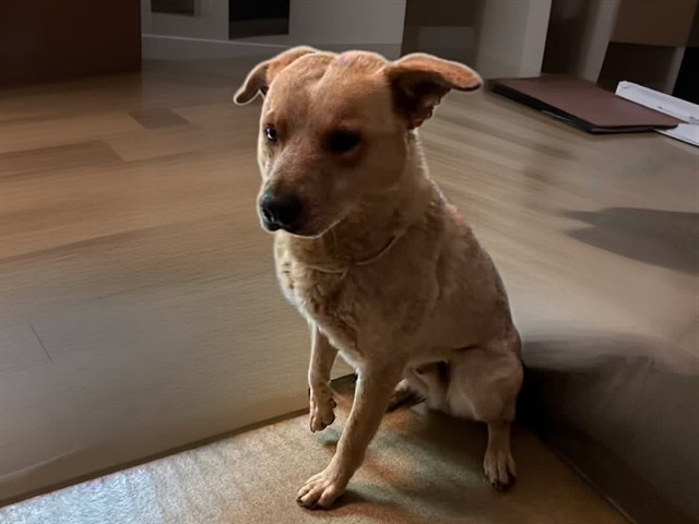 Canelo