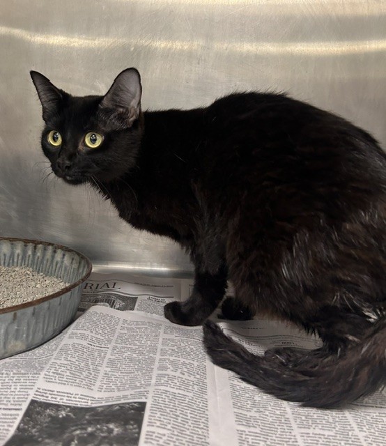 Adoptable Cat