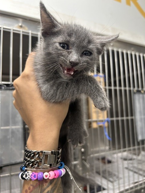 Adoptable Cat