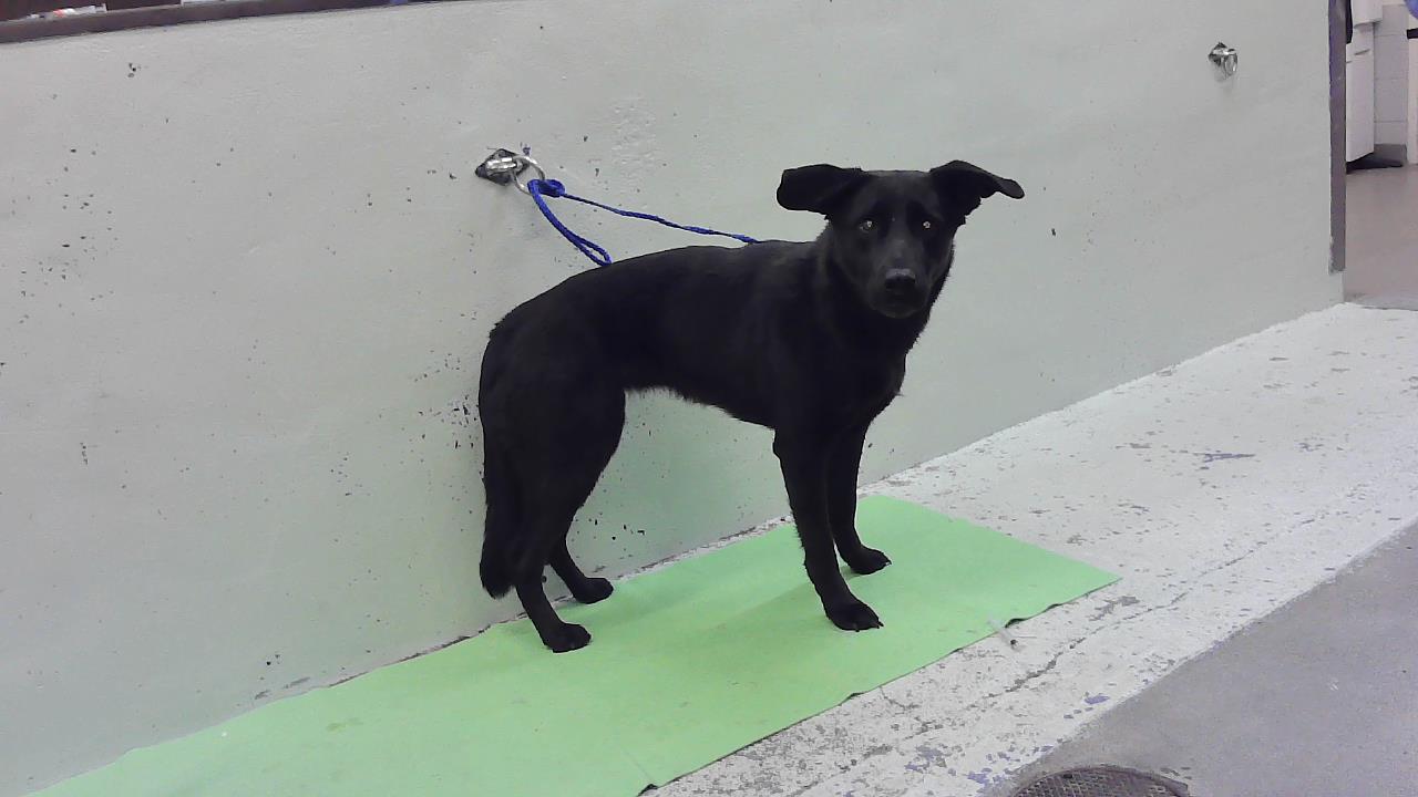 Piper