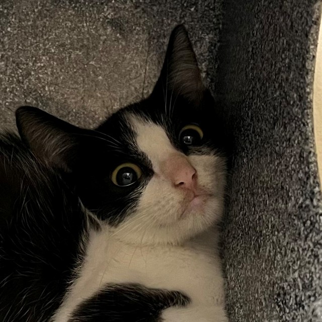 Adoptable Cat