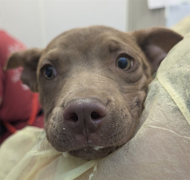 Adoptable Dog