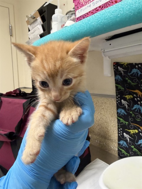 Adoptable Cat