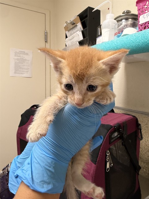 Adoptable Cat