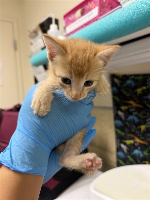 Adoptable Cat