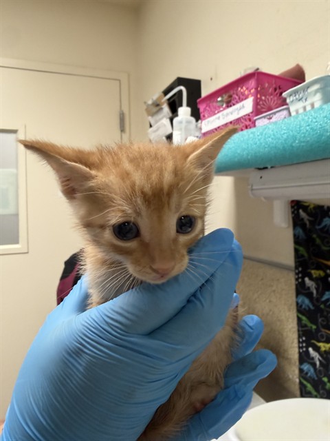 Adoptable Cat