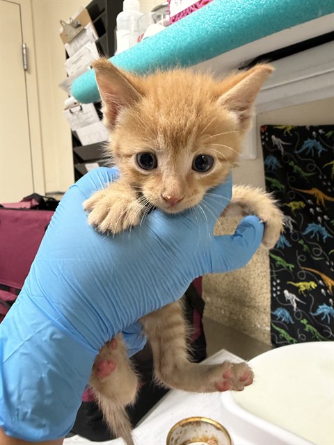 Adoptable Cat