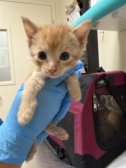 Adoptable Cat