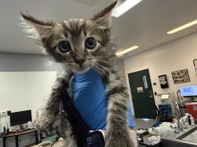 Adoptable Cat