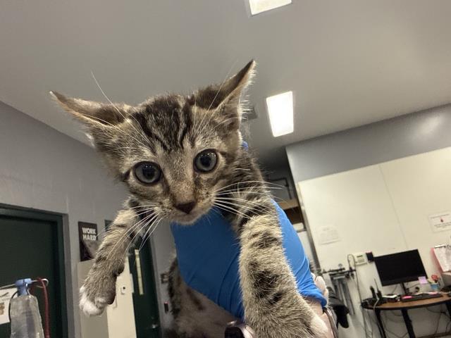 Adoptable Cat