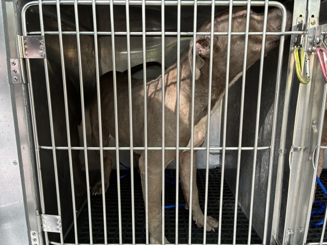 Adoptable Dog