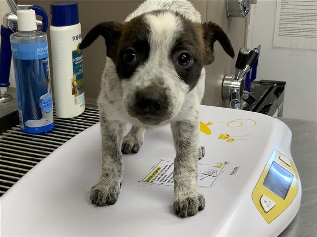 Adoptable Dog