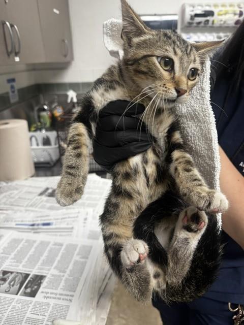 Jumper